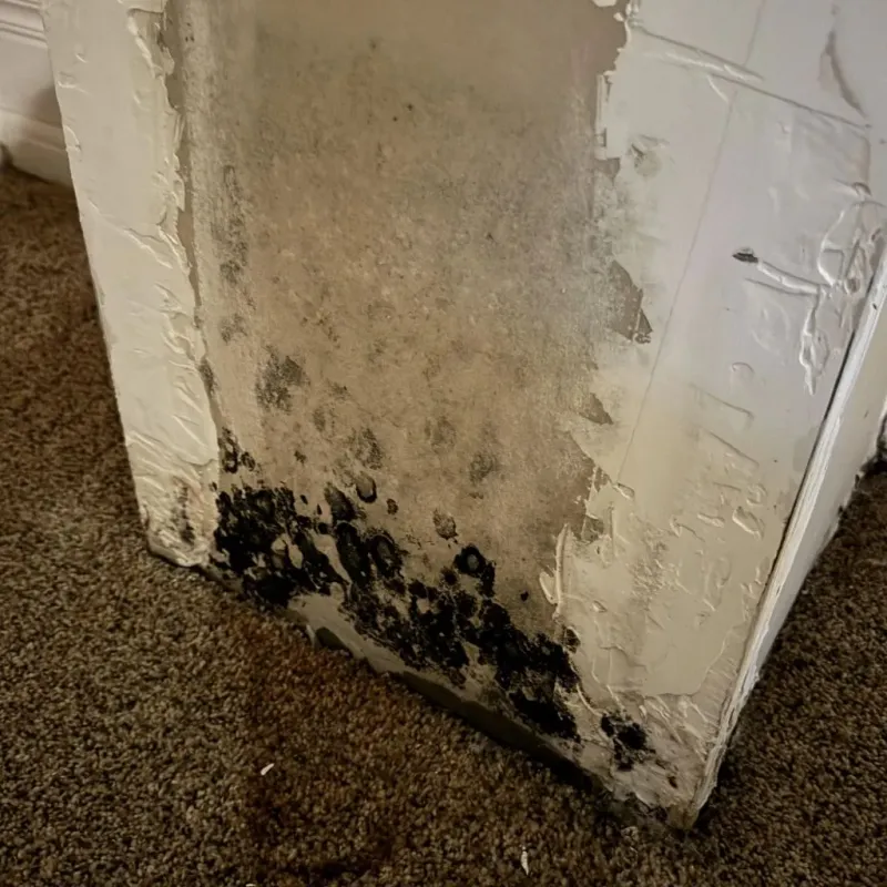 Professional Mold Removal in Arapahoe, WY